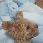 [개판] 너무 바쁜 우리집 <b>고몽</b>이 이야기.