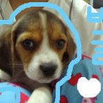 ★우리개가 더 예쁘다★(글쓴이사진有)