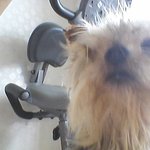 충남 <b>서천</b>분은 꼭 봐주세요!!!   강아지를 찾아주세요ㅠㅠ