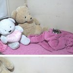 2★★★★여기 고양이판이다!!!!!!!!!! 나도 우리집고양이좀...