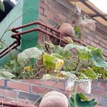 [펌] 생명력 끈질긴 <b>호박</b>&amp;더운날 놀이동산 알바의 최후