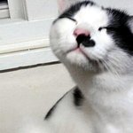 고양이판♥저희집 똥고양이들을 소개함느드..!