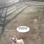 ★개판★ 기여운 강아지를 소개합다