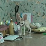 ☆★사진有) <b>동물원</b>의 대인기 스타들을 소개합니다★☆