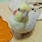 (앵무새판)우리 <b>왕관</b>앵무를 소개합니다!!