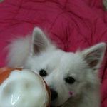 ★강이지를 잃어버렸어요 !!! 꼭 읽어주시고 퍼트려주세요!!★