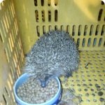 [춘식이] [사진첩<b>st</b>] 나도 톡톡판 써도 되는가? :)