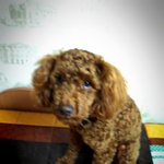 저희집 사이좋은 강아지와 고양이를 소개합니다.