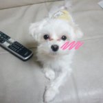 헐,..강아지가 사람같애!!