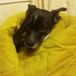 [부산 양산]<b>우쭈쭈</b>를 찾아요.ㅠㅠ 미니핀 강아지 검정+흰색 미니어처...