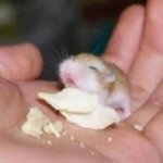 ★★햄스터의 <b>시선</b>★★