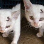 (수정) [고양이판] 물려 죽을뻔한 새끼길냥이를 돌보게 된 사연...