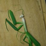 ★★★★ 신기한 <b>예술</b>작품 [푸드아트1편] ★★★★