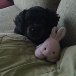 ☆★☆★제발봐주세요..강아지찾습니다ㅠ!!!☆★☆★