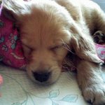 등치만 큰 순둥이 3년의 추억을 텁니다