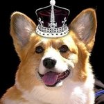 영국 왕실에서 키운다는 귀여운 '<b>웰시</b>코기'