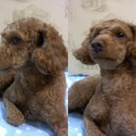 저희집 사이좋은 강쥐와 고양이를소개합니다!