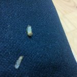 ☆★☆★(사진有)빼빼로의 위험!!!+수정))☆★☆★☆★