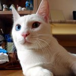 [고양이판!] 우리집 고양이도 이쁜 고양이! (부제:그냥 자랑하고...
