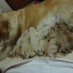 @@@16마리 개판 -등치만 큰 순둥이 2탄@@@