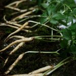 최우수상품<b>산삼</b>28뿌리.