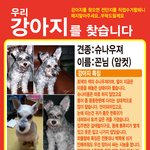 광명시 <b>회색</b> 슈나우저 강아지 찾습니다!