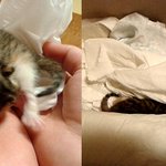 음식물 쓰레기통에 버려진 고양이