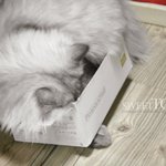 슬림한 냐옹이 <b>토리</b>~