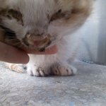 사진有★★★★눈, 코, 입에 <b>본드</b> 붙은 고양이 ★★★★