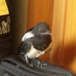 우리집 반려 동물 변쳔사.