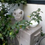 ★★★[사진 有] 의정부 사시는분들 필독★★  주인없는 고양이 길러주실뿐...