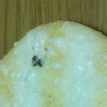 이게 뭔가요....?
