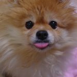 머리빨이였던 우리 가을이ㅠㅠ♥♥♥♥♥♥♥♥