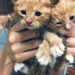 [사진有] 어미잃은 새끼고양이 두마리를 주워왔습니다.