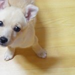 ★ 귀여운 우리집 <b>똥</b>강아지 ★(사진<b>투척</b>)