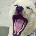 ★ 귀여운 우리집 똥강아지 2 ★(사진<b>투척</b>)