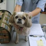 <광주>강아지주인을찾아주고싶습니다