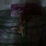 오빠방에 <b>사막</b>여우갖다놨더니....사진有