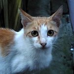 다들 길냥이 주웠다고 할 때, 난 선택당했다!![스압주의]