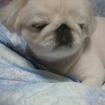 사진有) 우리막내가..