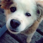 ★ 귀여운 우리집 <b>똥</b>강아지 3 ★(사진<b>투척</b>)