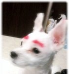 우리 아빠는 ㅌ ㅏ투 쟁이?ㅋㅋ