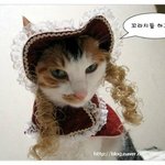 2011 고양이 직급별 표정 ㅋㅋㅋㅋㅋㅋㅋㅋㅋㅋㅋㅋㅋㅋㅋㅋㅋ