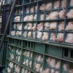 ★★★사진有)이거병아리<b>동물</b>학대아닌가요? ★★★