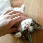 (사진有))) 돼지같지만 사랑스러운 우리집 고양이(스압 주의, 사진多)