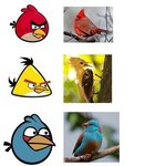 [사진有] 앵그리<b>버드</b> 실사판