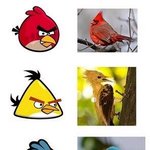 앵그리<b>버드</b> !! 실제새를 보면서? ~ ㅋㅋㅋㅋㅋㅋㅋ