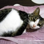 고양이"토토로&amp;소피&amp;호야"<b>and</b> 강아지?"대박이" 소개해욤...