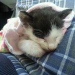 (사진有)우리집 고양이 "사란"이와 "백설"이와 "공주"를...