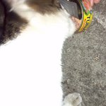길다가 고양이 <b>참치</b> 먹인 사연,.